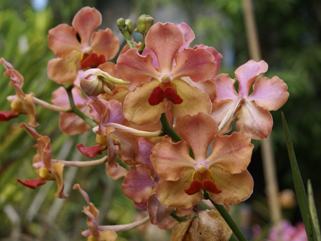 Орхидея обои фото (2) #10 - 1024x768