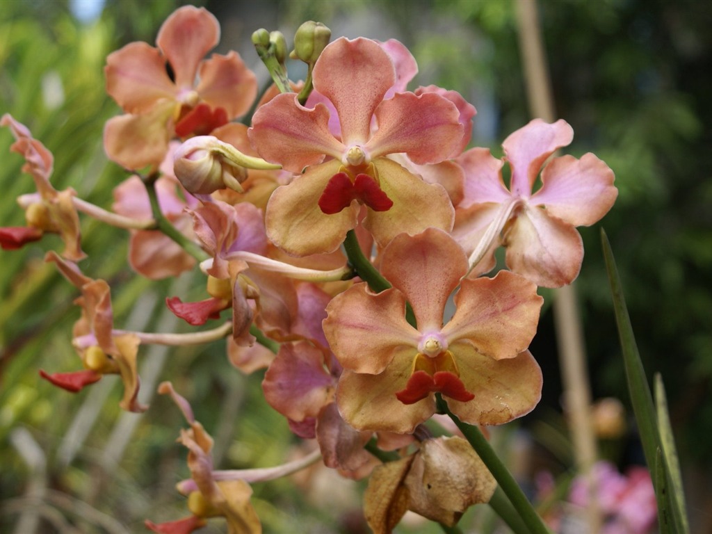 Орхидея обои фото (2) #11 - 1024x768