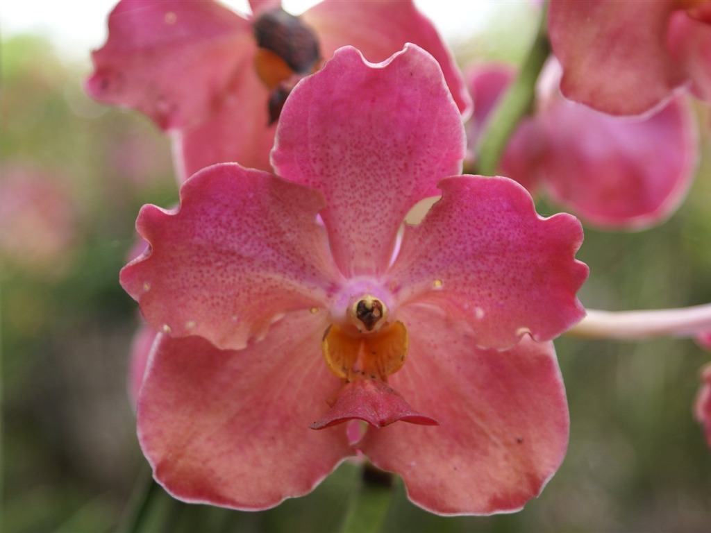 Орхидея обои фото (2) #13 - 1024x768