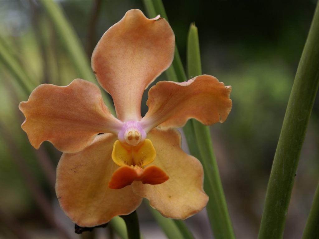 Орхидея обои фото (2) #14 - 1024x768