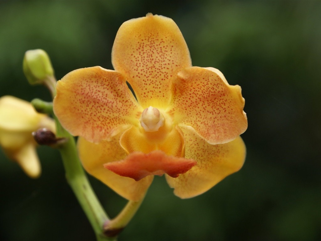 Орхидея обои фото (2) #15 - 1024x768