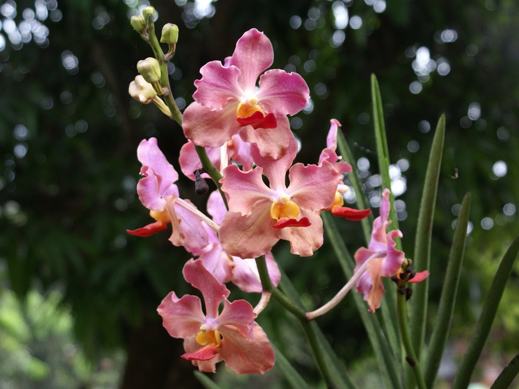 Орхидея обои фото (2) #18 - 1024x768