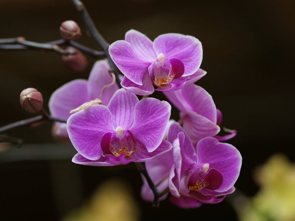 Орхидея обои фото (2) #20 - 1024x768