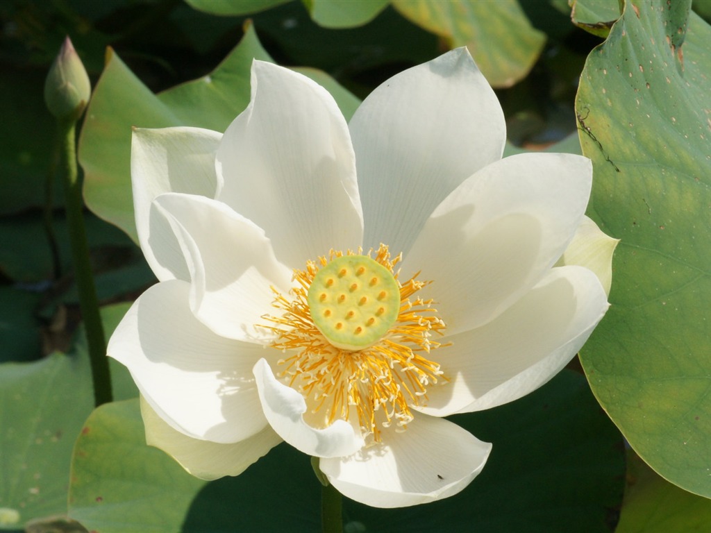 Lotus photo wallpaper (2) #1 - 1024x768