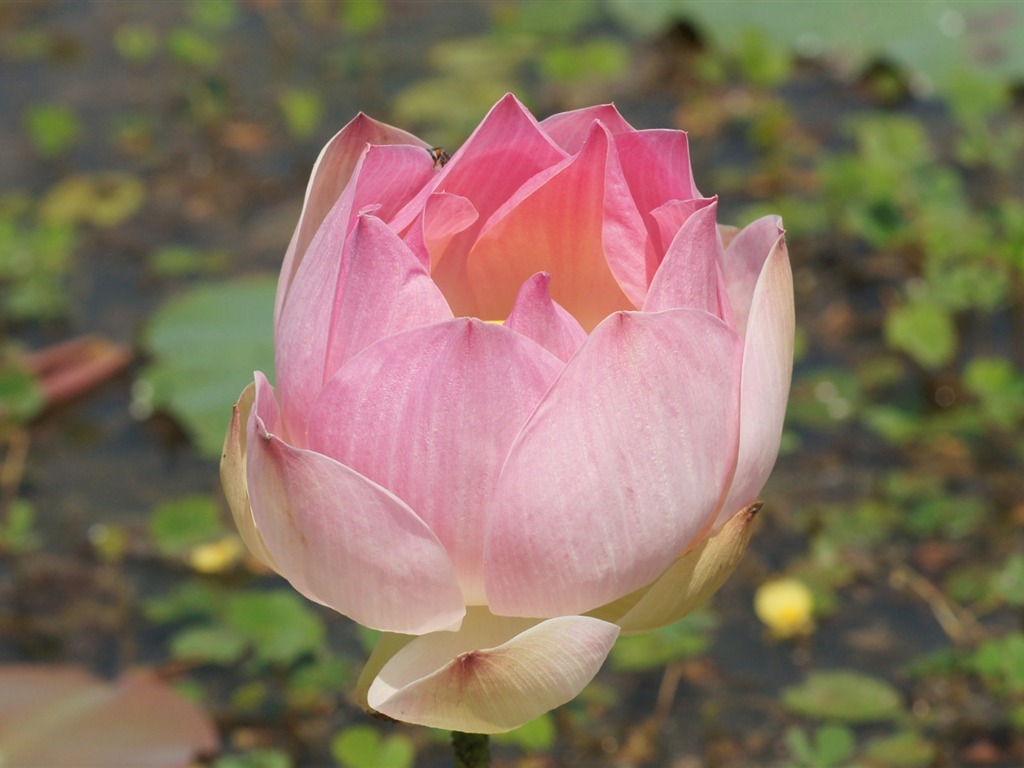 Lotus photo wallpaper (2) #3 - 1024x768