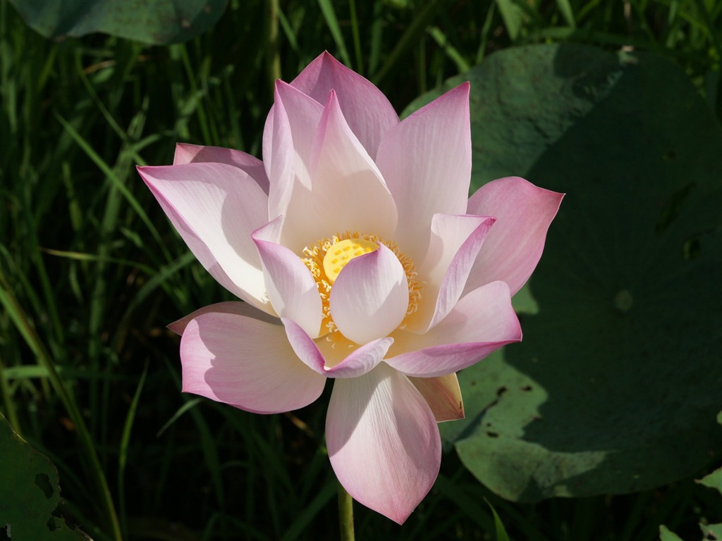 Lotus tapety foto (2) #13 - 1024x768