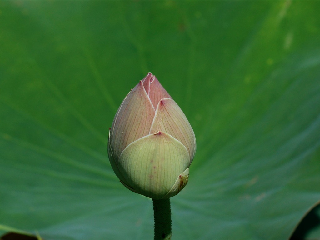 Lotus Fototapete (2) #14 - 1024x768