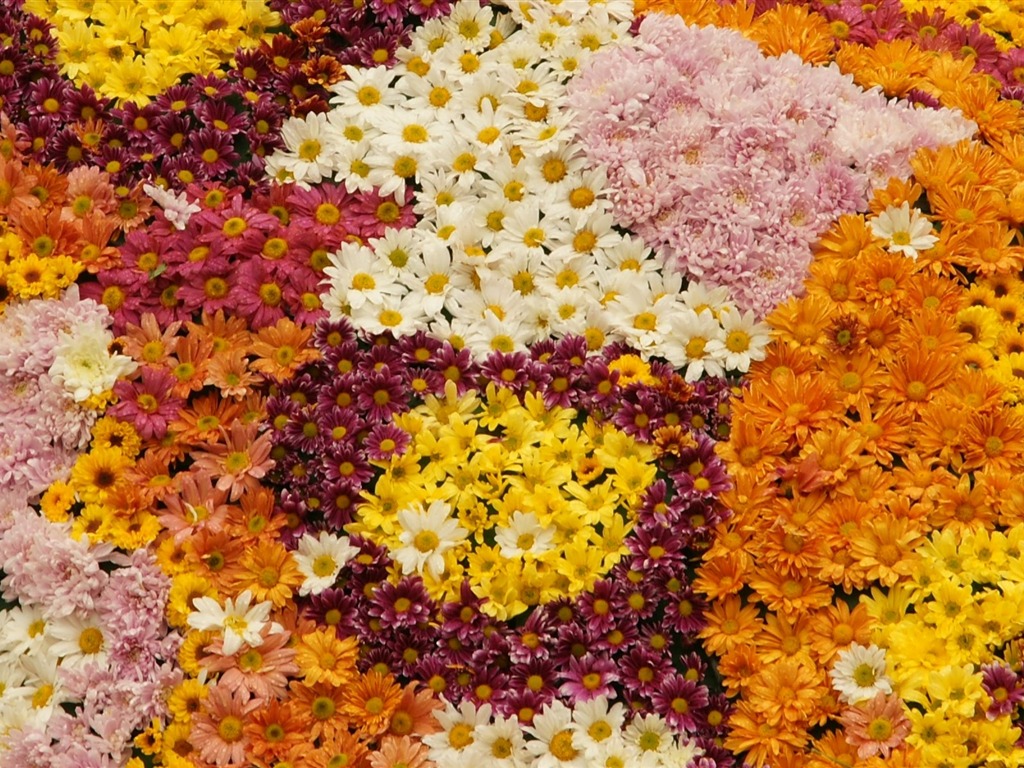 色とりどりの花は、 (1) 壁紙を飾る #3 - 1024x768