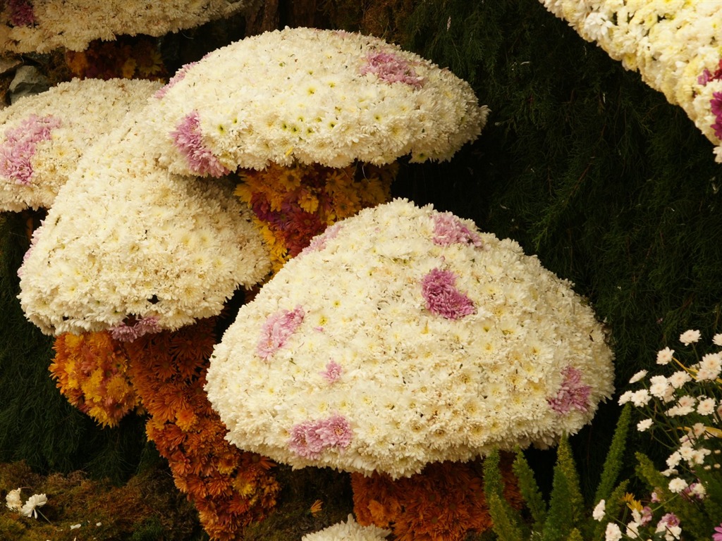 Bunte Blumen schmücken Tapete (1) #6 - 1024x768