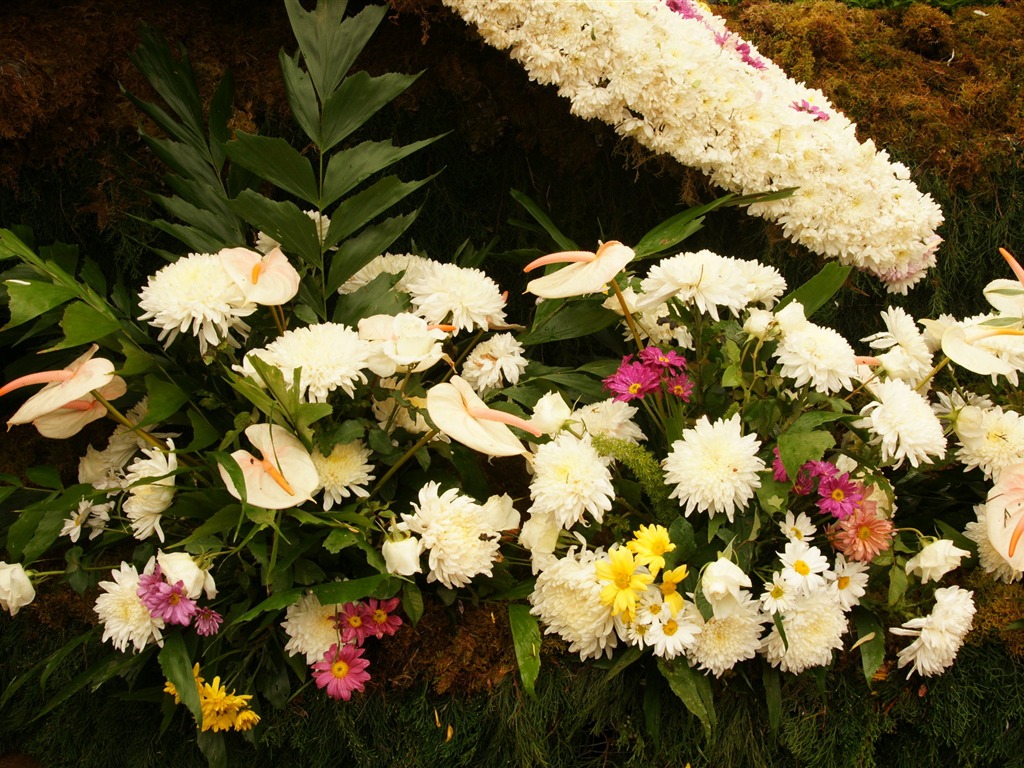 fleurs colorées décorent fond d'écran (3) #9 - 1024x768