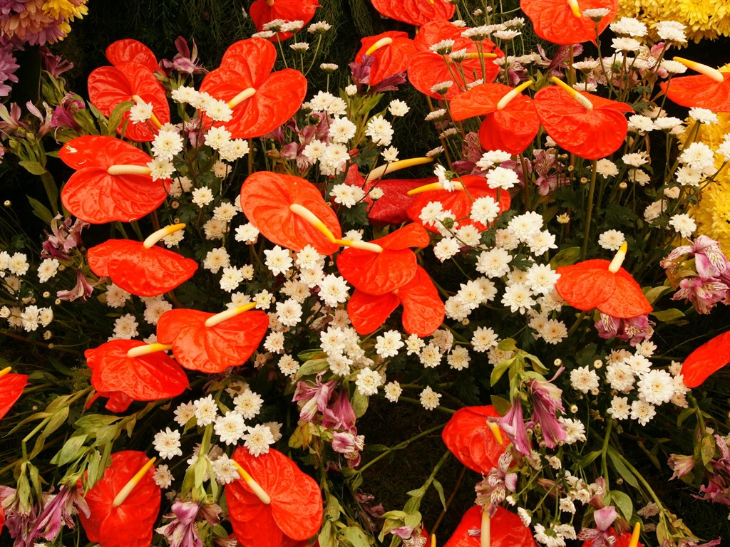 fleurs colorées décorent fond d'écran (3) #13 - 1024x768