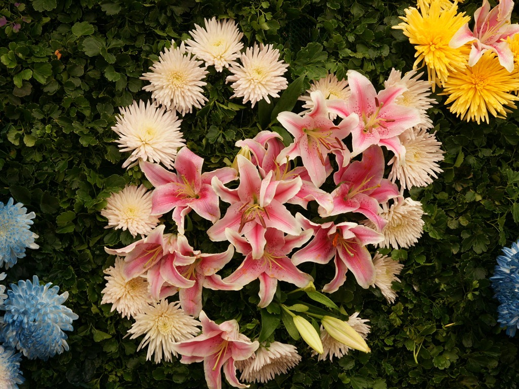 七彩花朵装饰 壁纸(四)4 - 1024x768