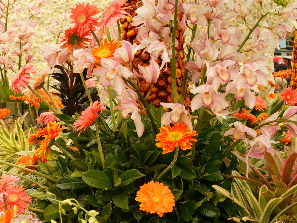 Širokoúhlý tapety květiny close-up (31) #18 - 1024x768