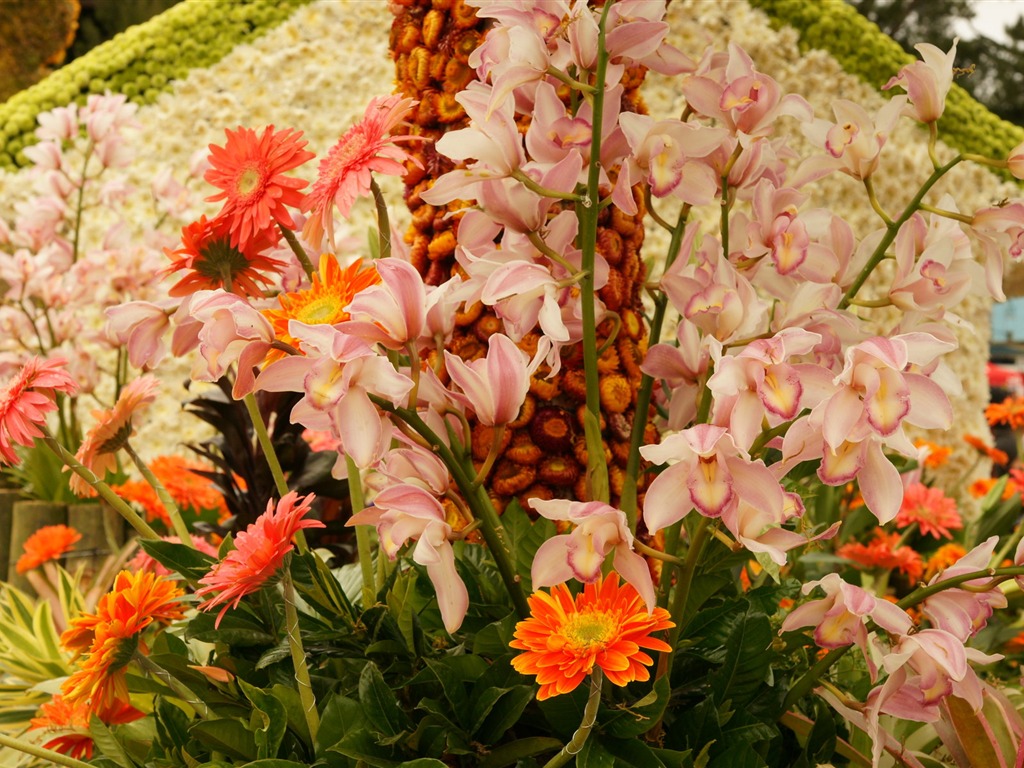 Širokoúhlý tapety květiny close-up (31) #20 - 1024x768
