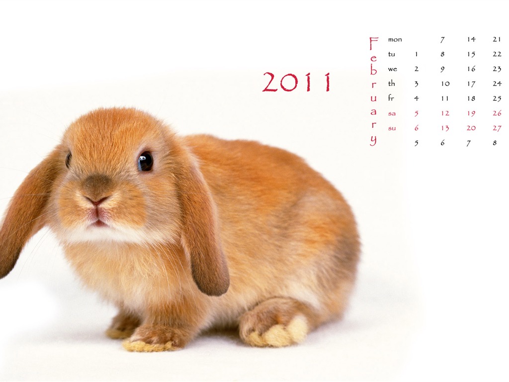 Année du papier peint Rabbit calendrier 2011 (1) #1 - 1024x768