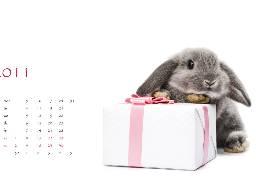 Année du papier peint Rabbit calendrier 2011 (1) #2 - 1024x768