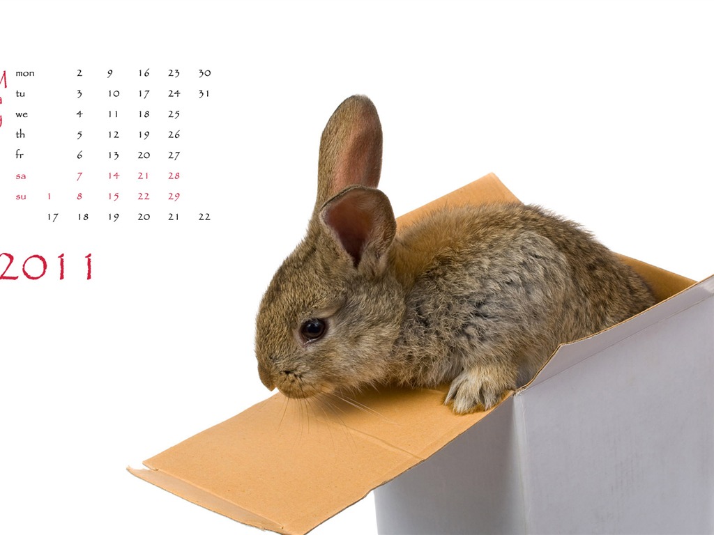Année du papier peint Rabbit calendrier 2011 (1) #5 - 1024x768