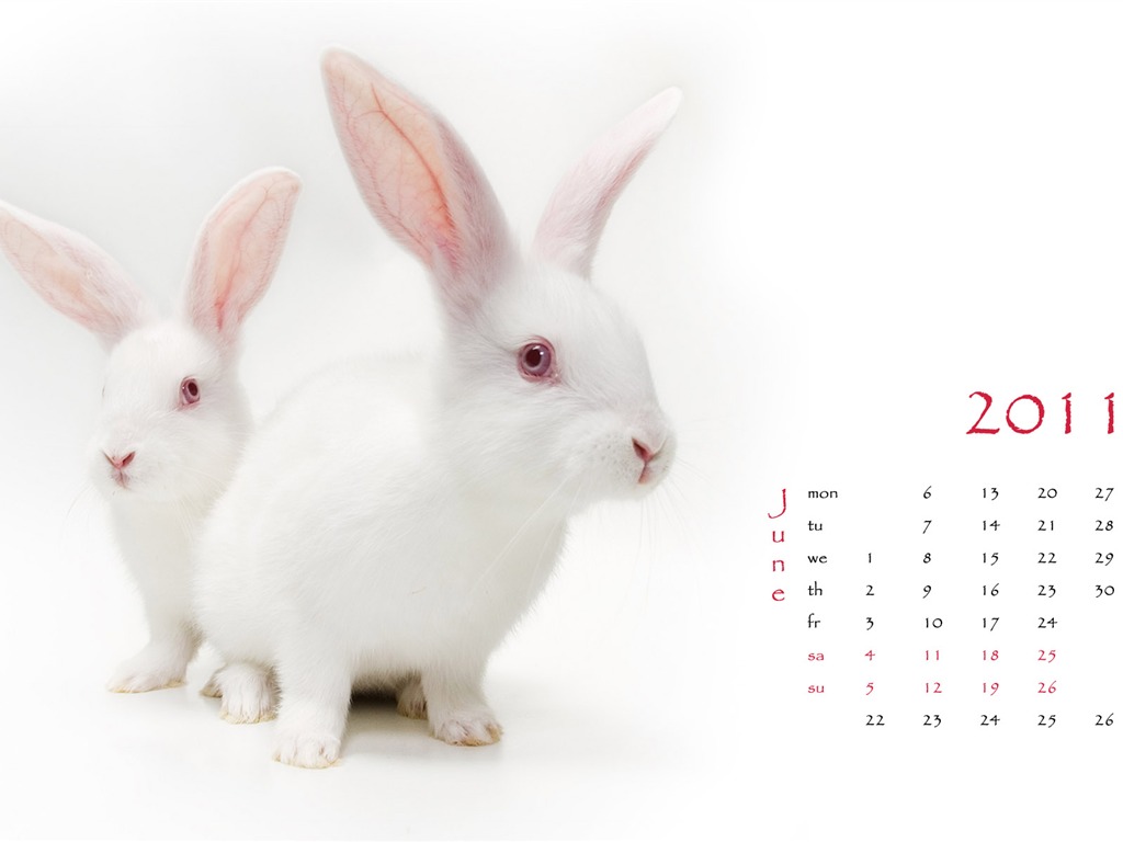 Год Кролика 2011 календарь обои (1) #6 - 1024x768