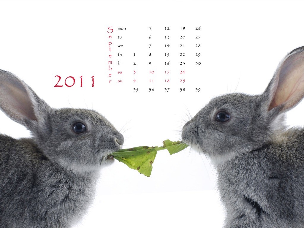 Год Кролика 2011 календарь обои (1) #9 - 1024x768