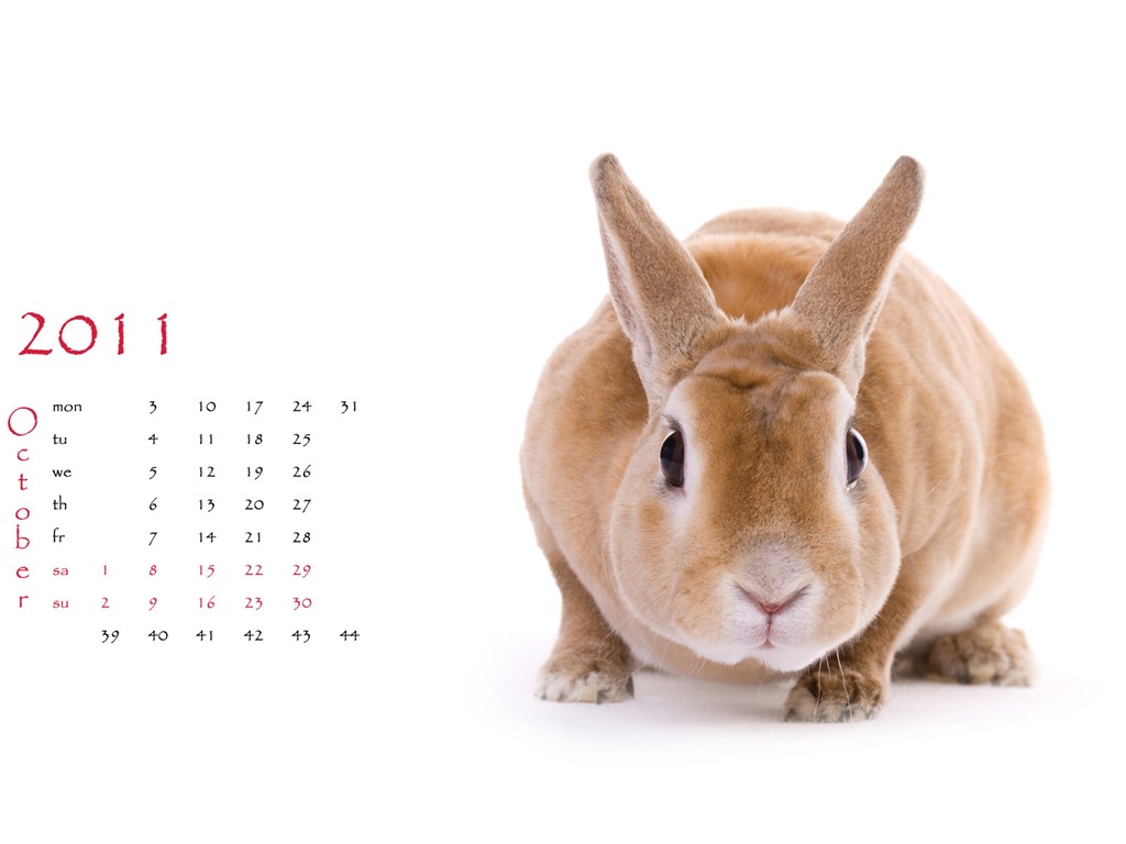 Год Кролика 2011 календарь обои (1) #10 - 1024x768