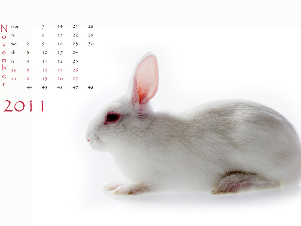 Année du papier peint Rabbit calendrier 2011 (1) #11 - 1024x768