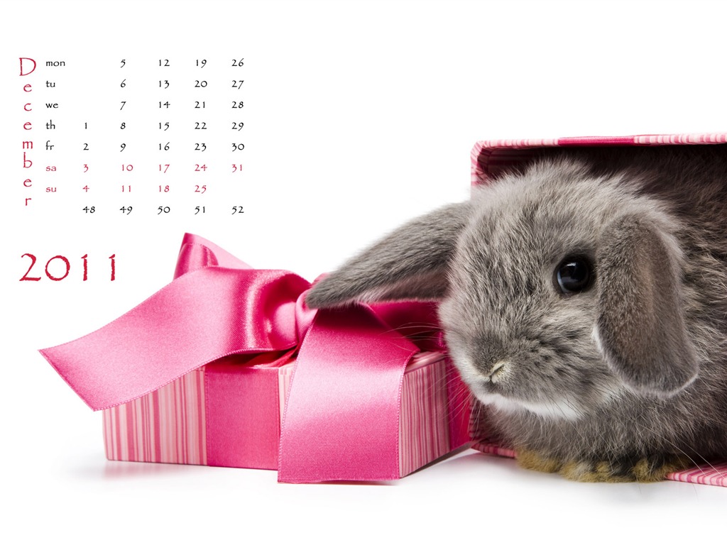 Année du papier peint Rabbit calendrier 2011 (1) #12 - 1024x768