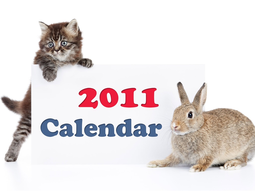 Année du papier peint Rabbit calendrier 2011 (1) #13 - 1024x768