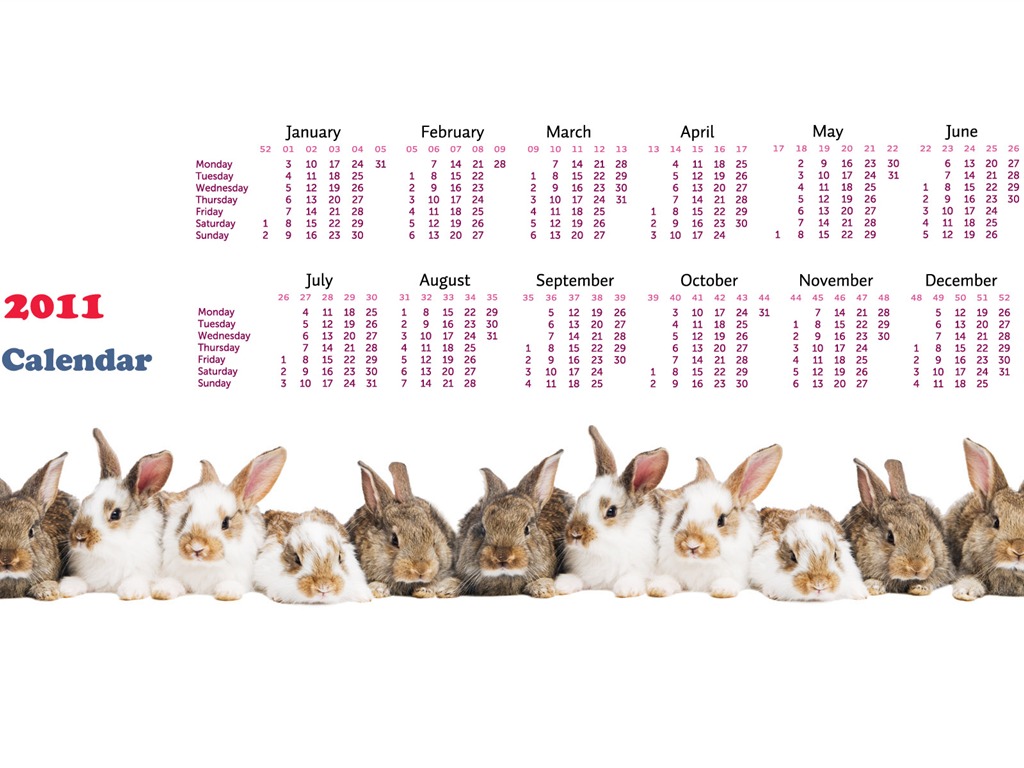 Année du papier peint Rabbit calendrier 2011 (1) #15 - 1024x768