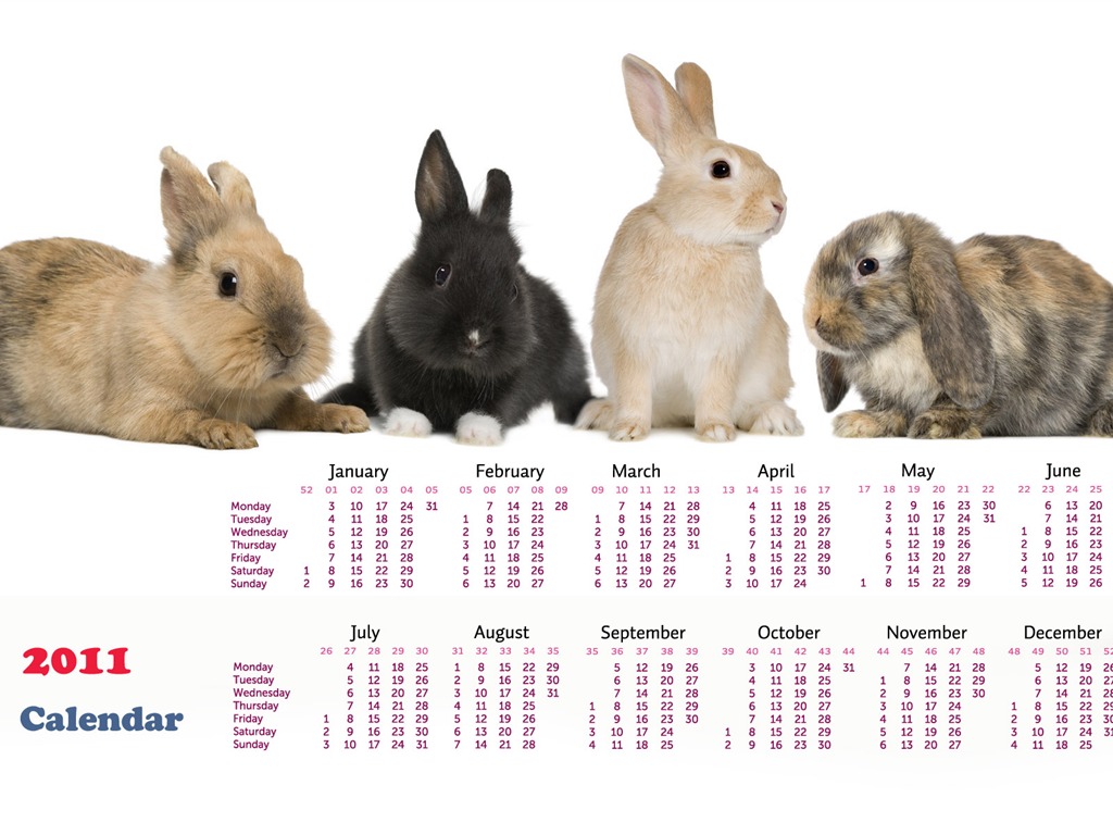 Año del Conejo fondos de escritorio calendario 2011 (1) #16 - 1024x768