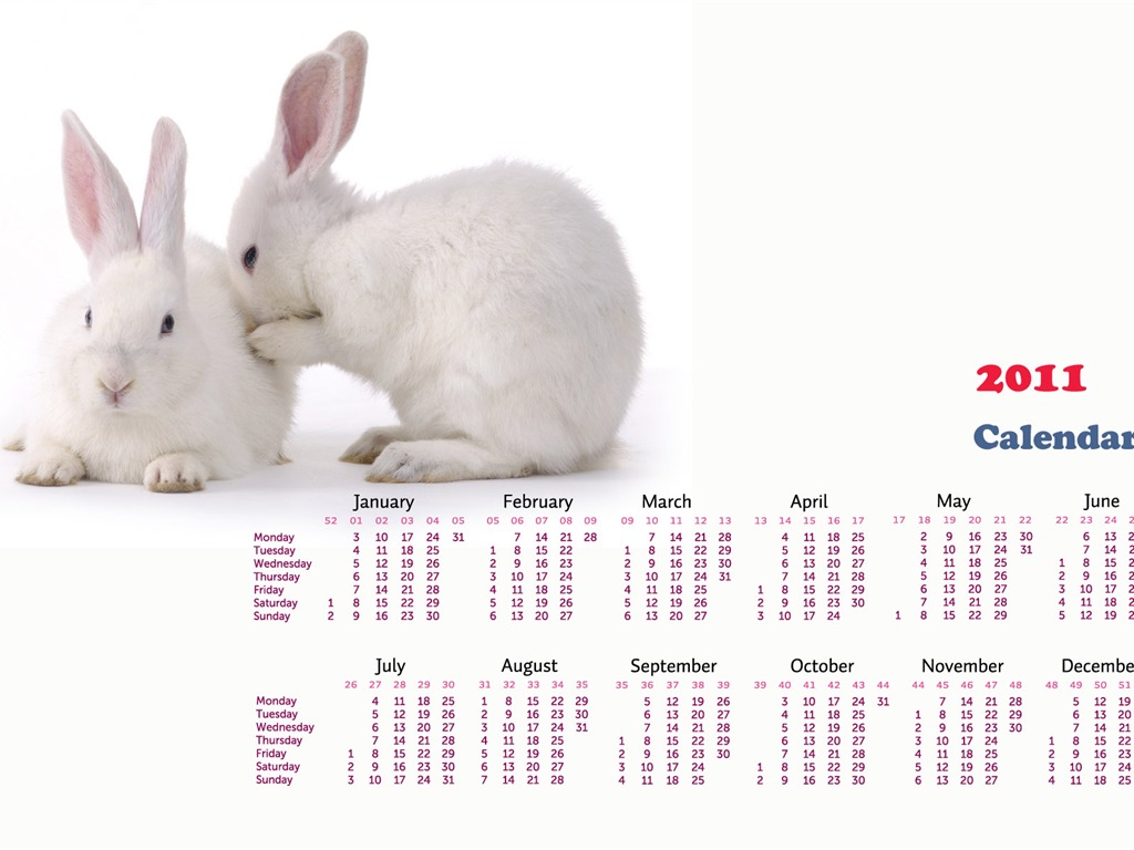 Année du papier peint Rabbit calendrier 2011 (1) #17 - 1024x768