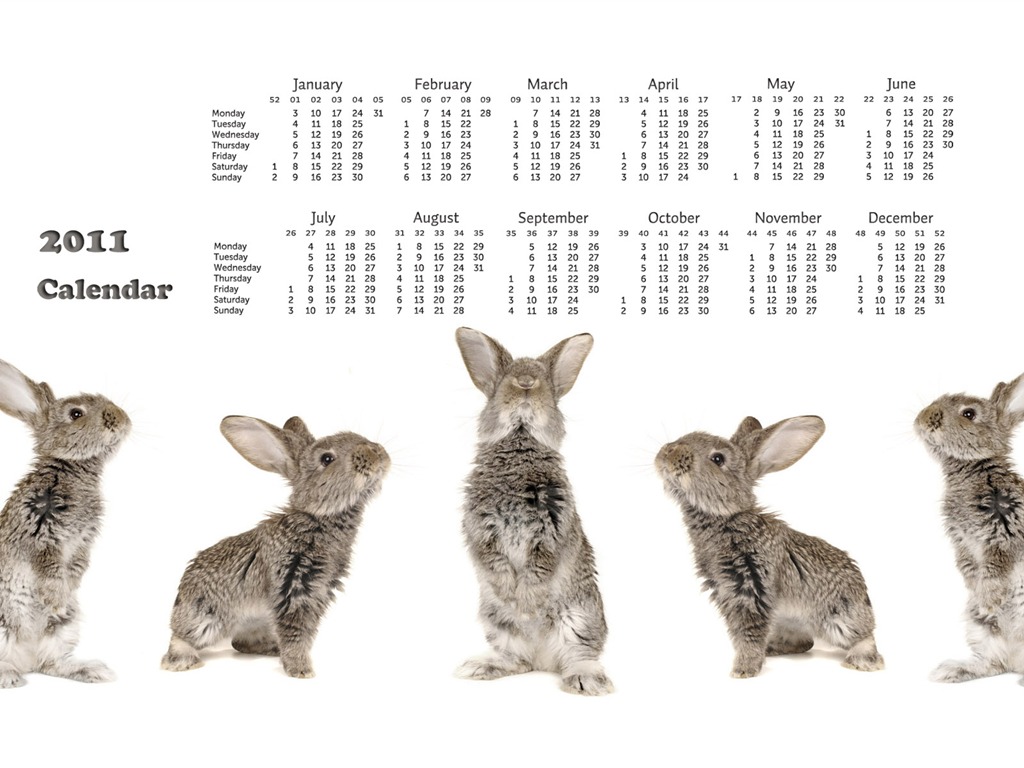 Année du papier peint Rabbit calendrier 2011 (1) #18 - 1024x768
