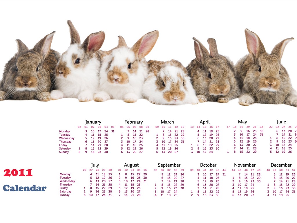 Année du papier peint Rabbit calendrier 2011 (1) #19 - 1024x768