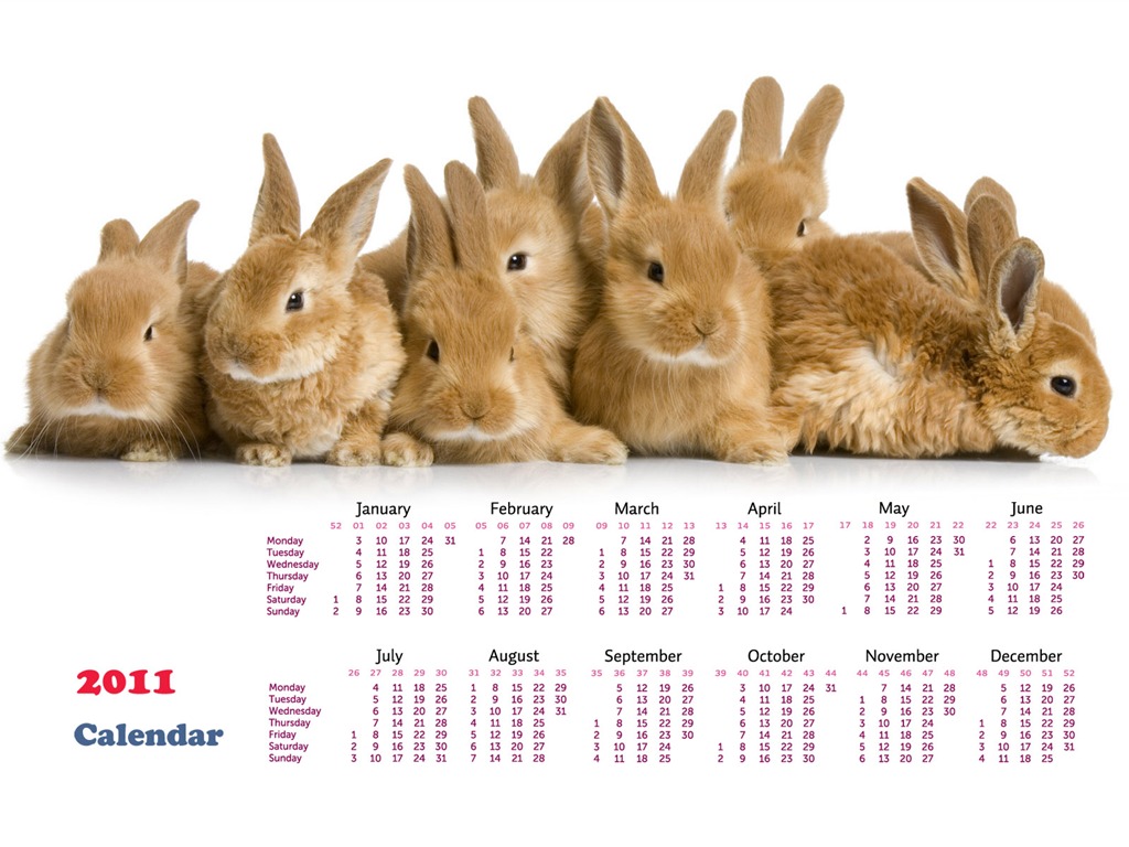 Année du papier peint Rabbit calendrier 2011 (1) #20 - 1024x768