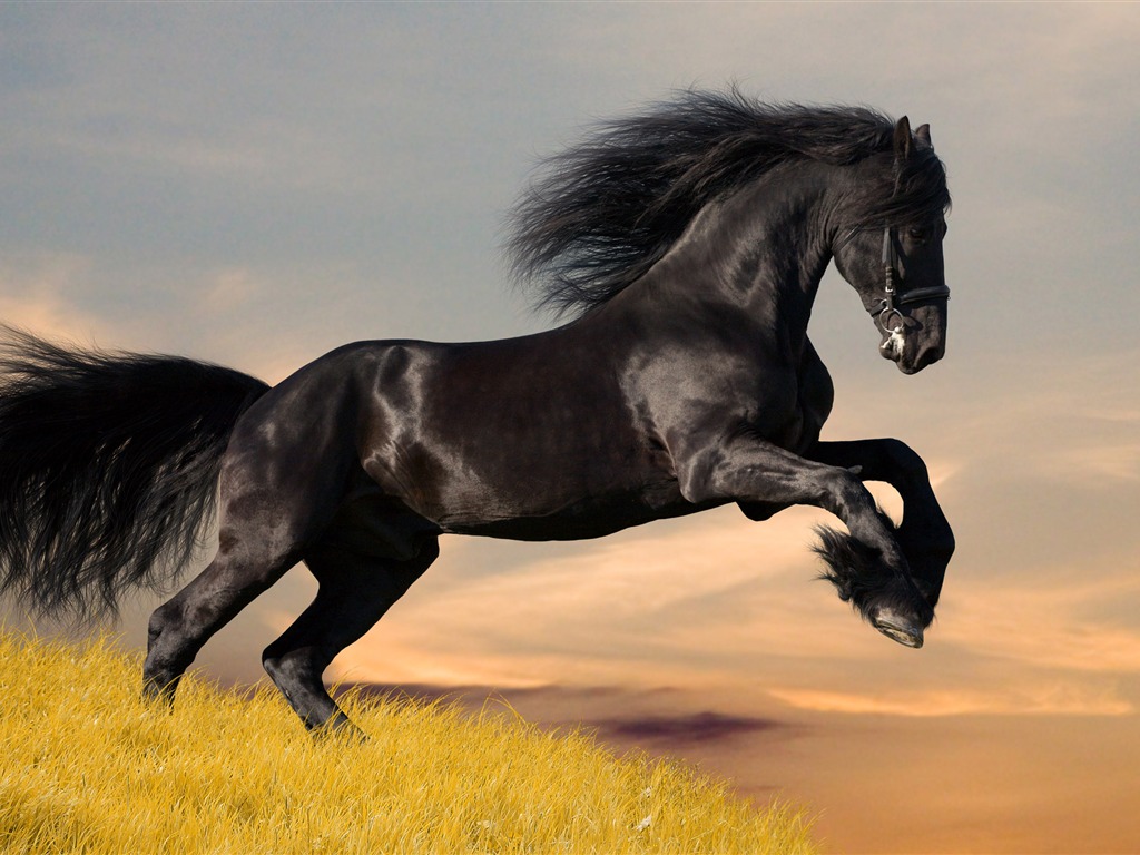 Супер лошадь фото обои (1) #7 - 1024x768