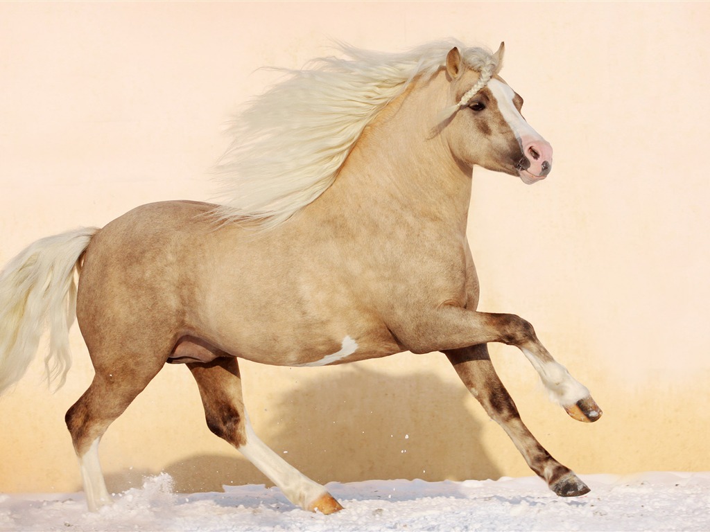 Super horse photo wallpaper (1) #10 - 1024x768