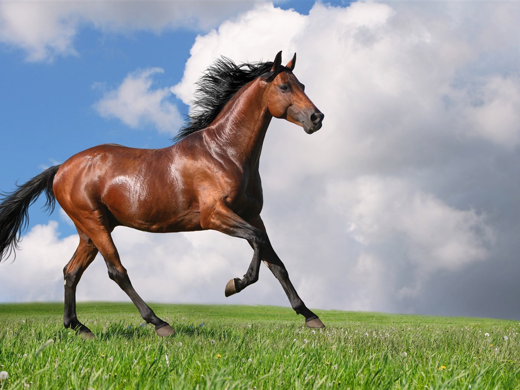 Супер лошадь фото обои (2) #2 - 1024x768