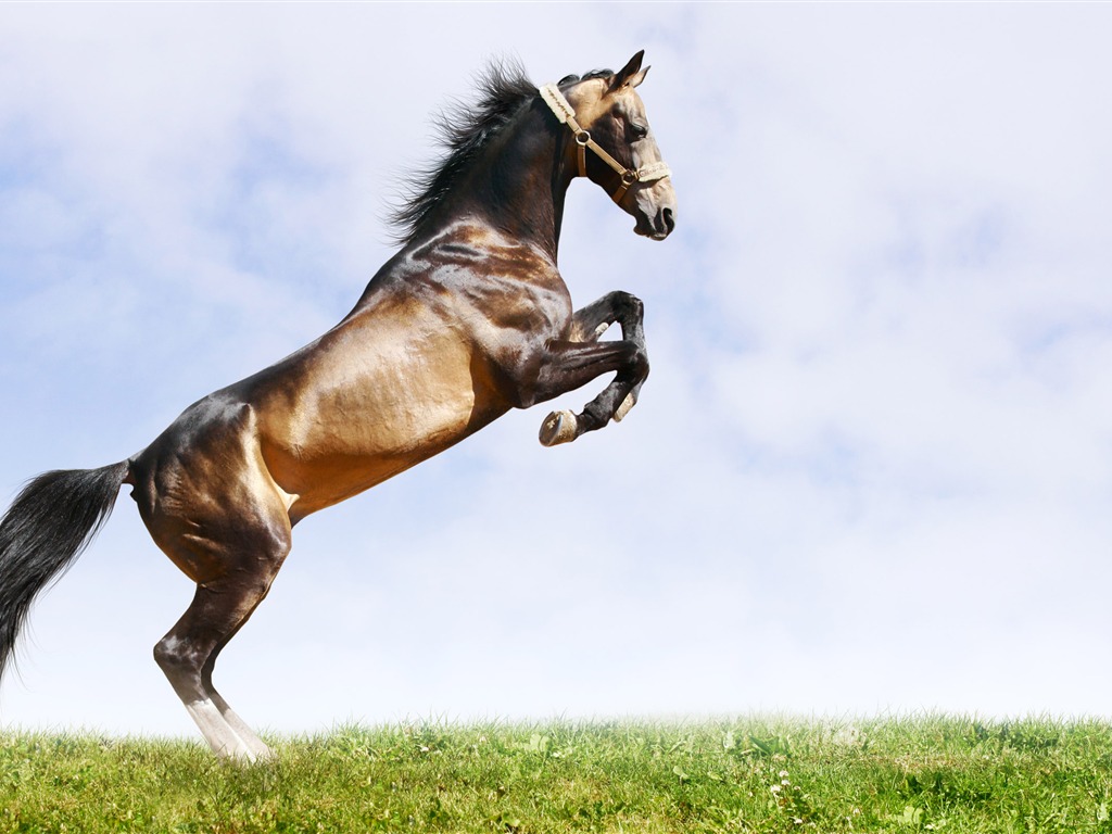 Super Pferd Fototapete (2) #15 - 1024x768