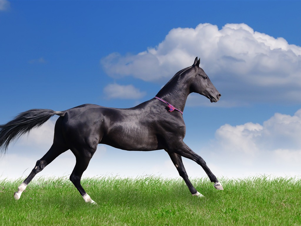 Супер лошадь фото обои (2) #19 - 1024x768