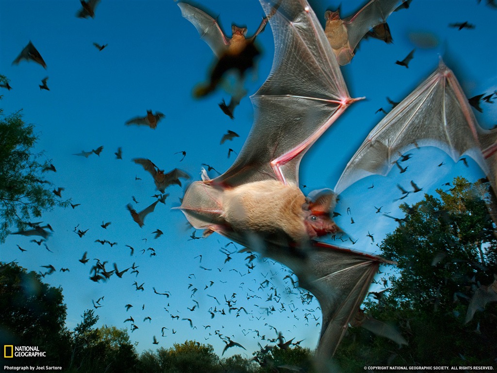 National Geographic album papier peint des animaux (9) #2 - 1024x768