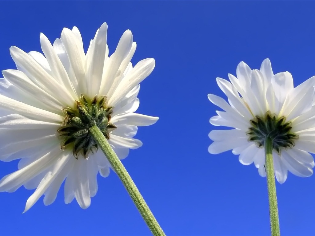 Pairs of flowers and green leaves wallpaper (2) #12 - 1024x768