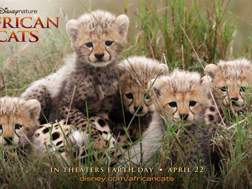 Африканский Кошки: Королевство мужество обои #1 - 1024x768