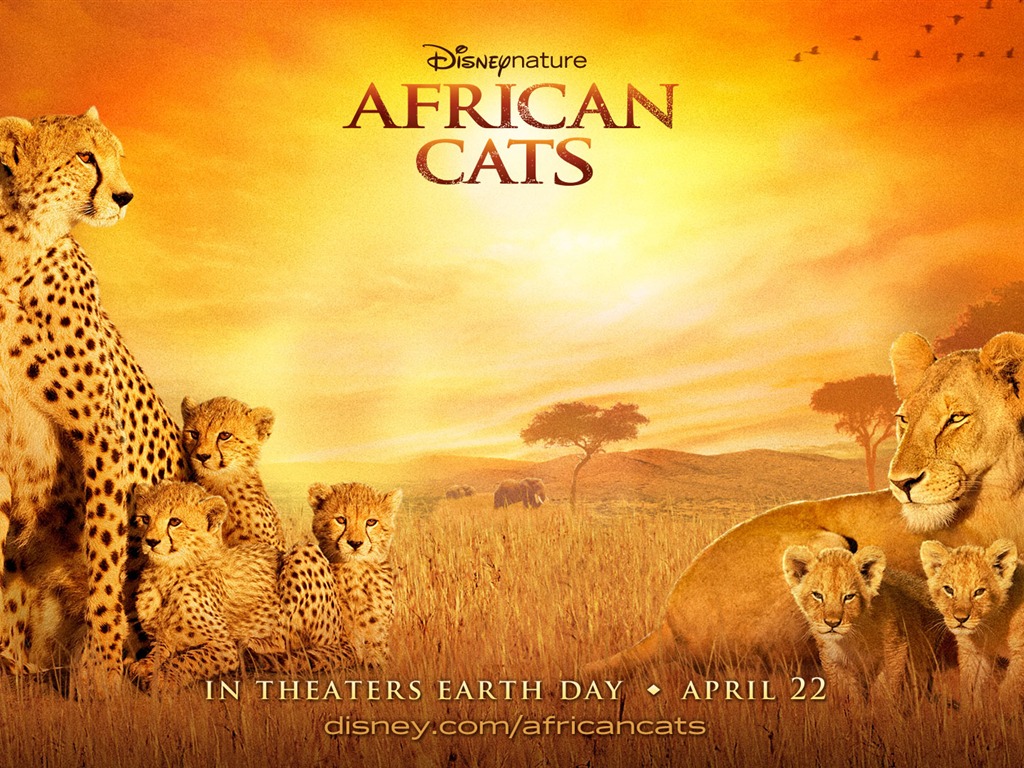 African Cats: Kingdom of Courage wallpapers #3 - 1024x768