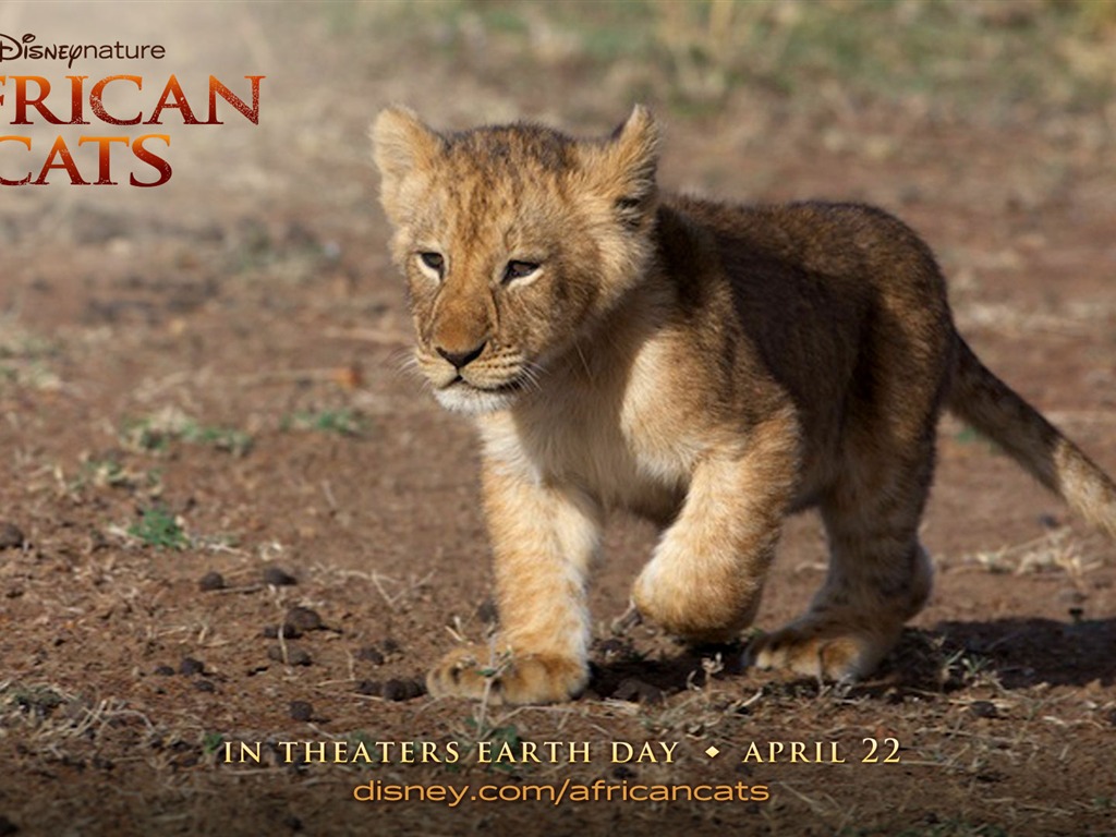 African Cats: Kingdom of Courage 非洲貓科：勇氣國度 #4 - 1024x768