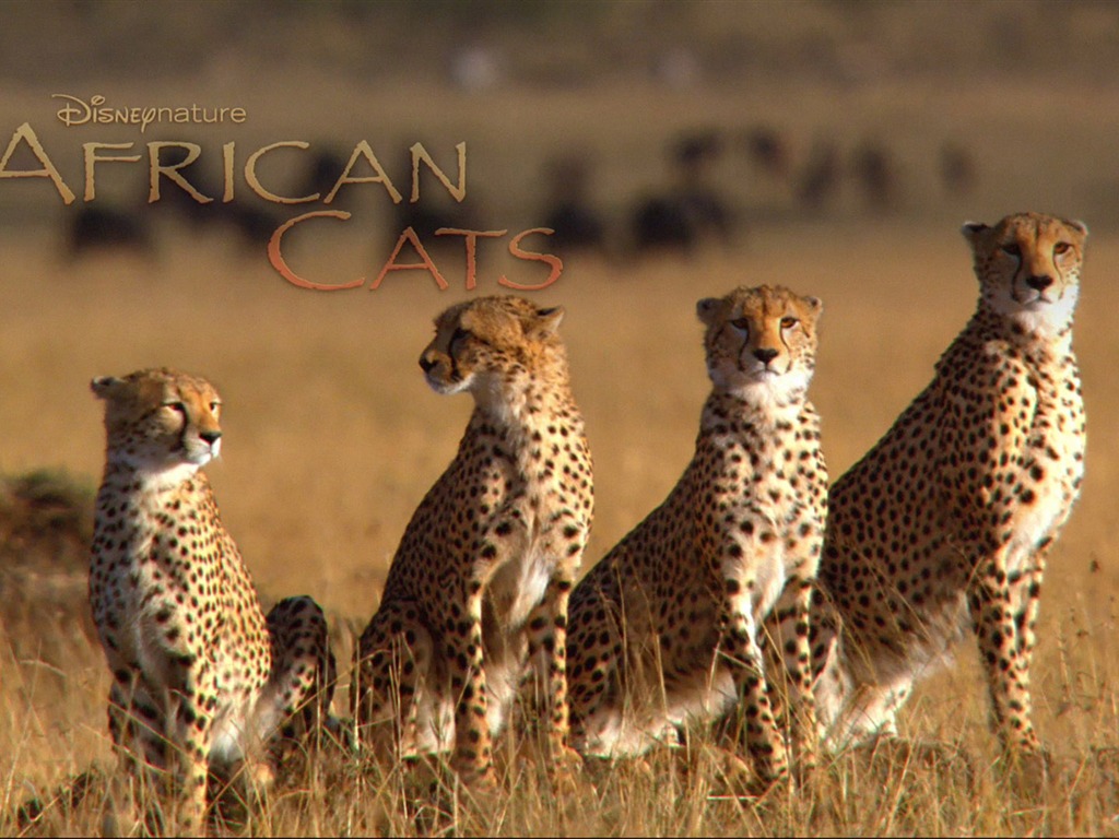 Африканский Кошки: Королевство мужество обои #5 - 1024x768
