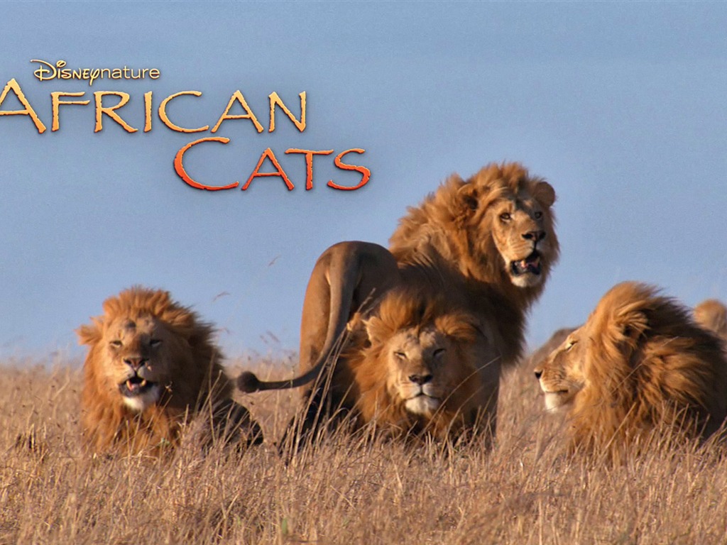 Африканский Кошки: Королевство мужество обои #6 - 1024x768
