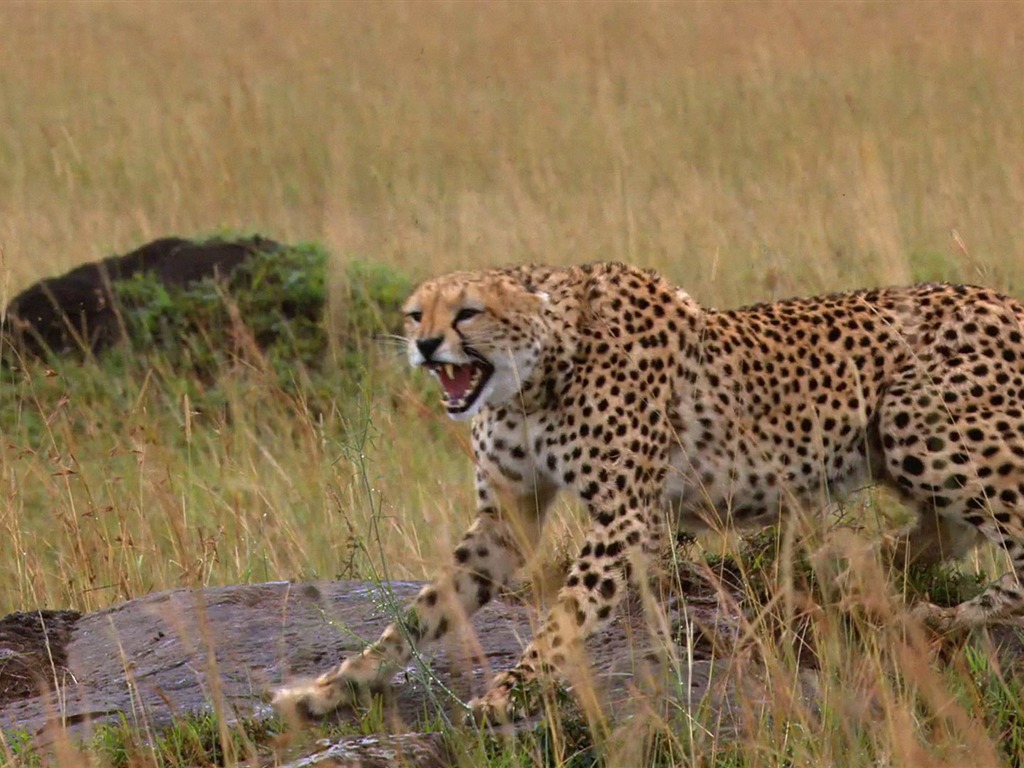 African Cats: Kingdom of Courage 非洲貓科：勇氣國度 #10 - 1024x768