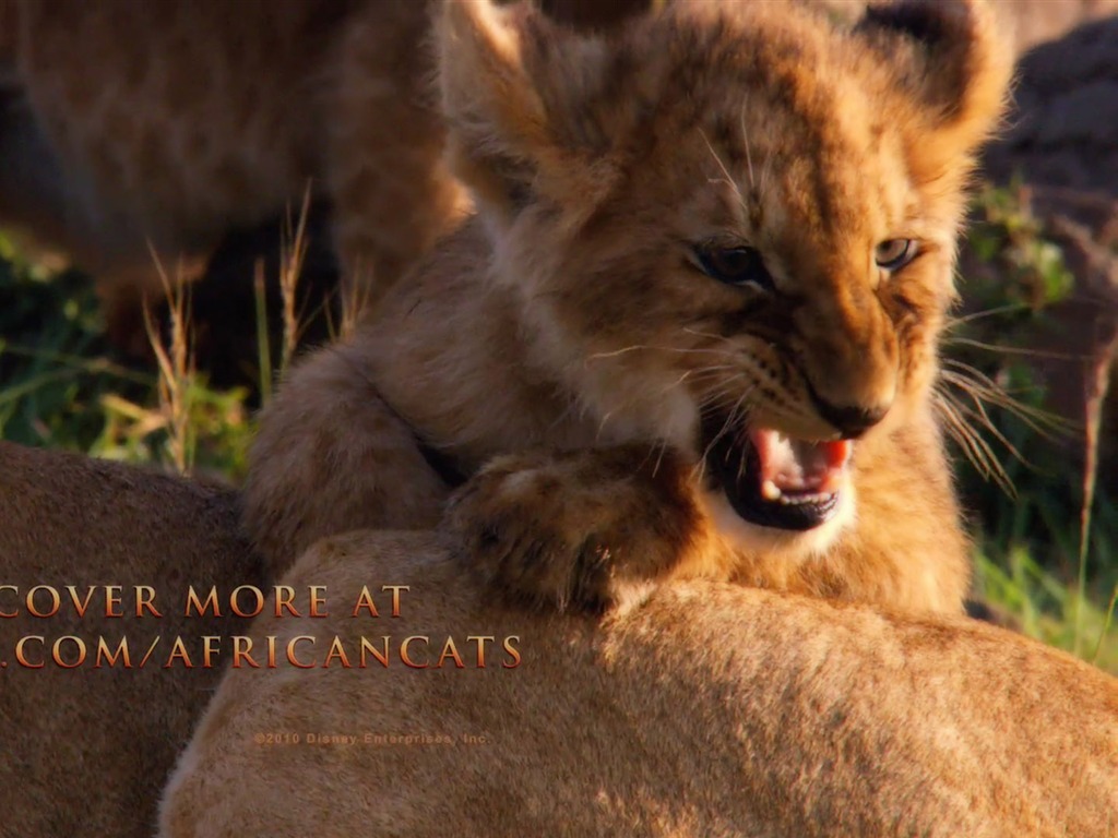 Африканский Кошки: Королевство мужество обои #12 - 1024x768