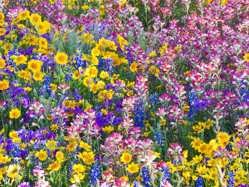 fleurs fond d'écran Widescreen close-up (33) #10 - 1024x768
