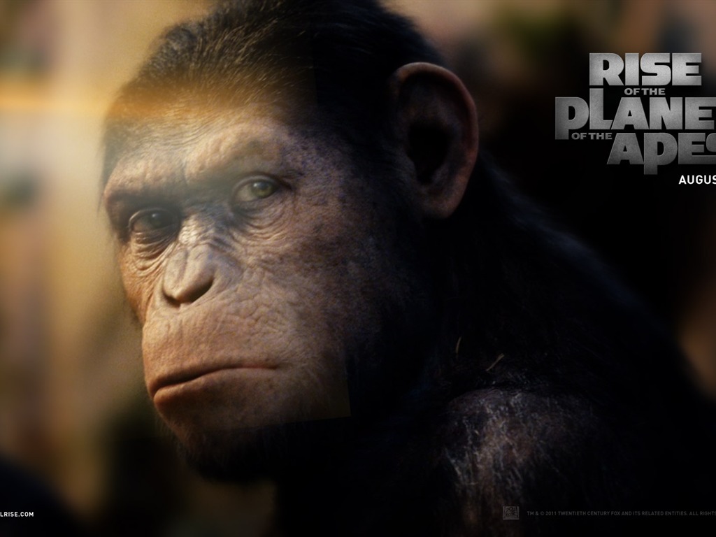 Rise of Planet of the Apes tapet #2 - 1024x768