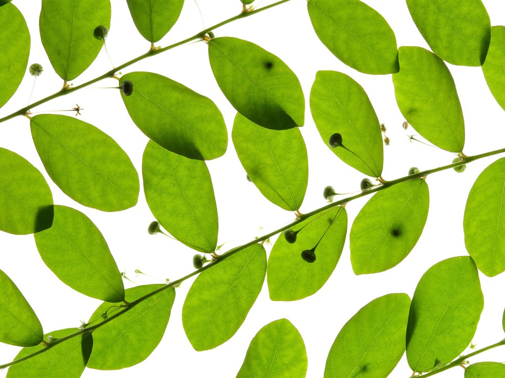 Les feuilles vertes fond d'écran #1 - 1024x768